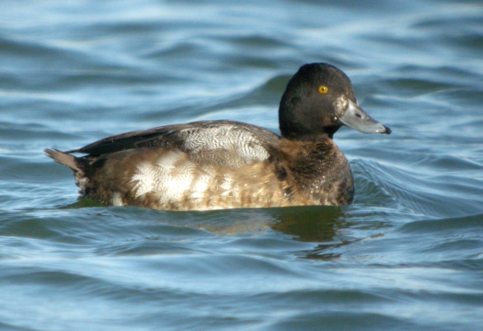 DSCN4858 c Lesser Scaup (Female) Will Co IL 11-28-10