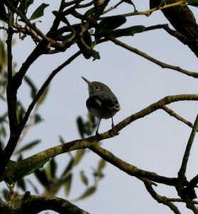 Blue-gray Gnatcatcher