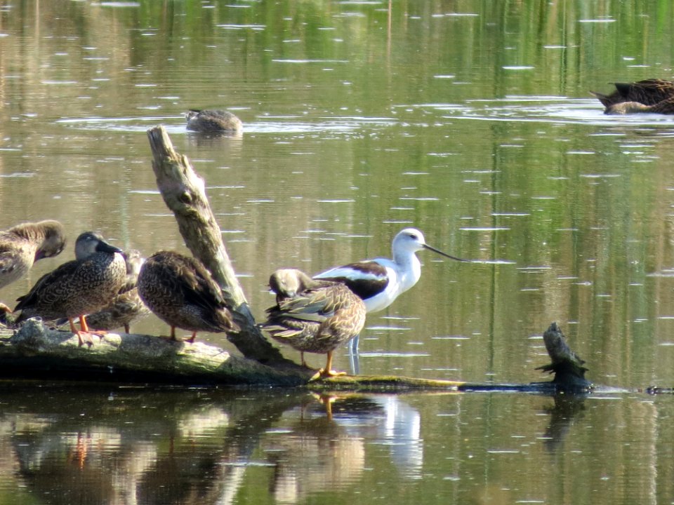 American Avocet and friends