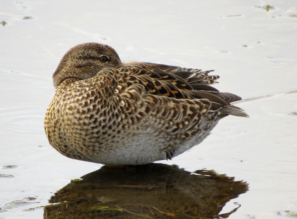 Green-winged Teal