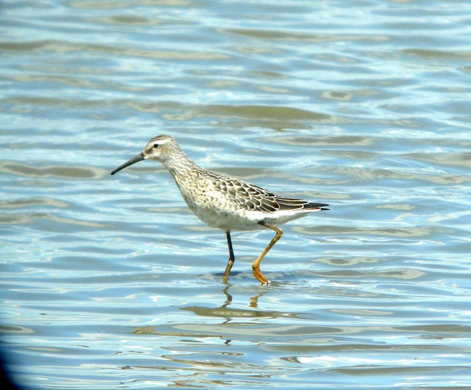 DSCN8681 c Stilt Sandpiper (Juv)  Kankakee Co IL 8-25-11