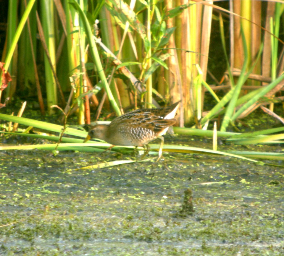 DSCN4645 c Sora Newton Co  IN 8-4-12