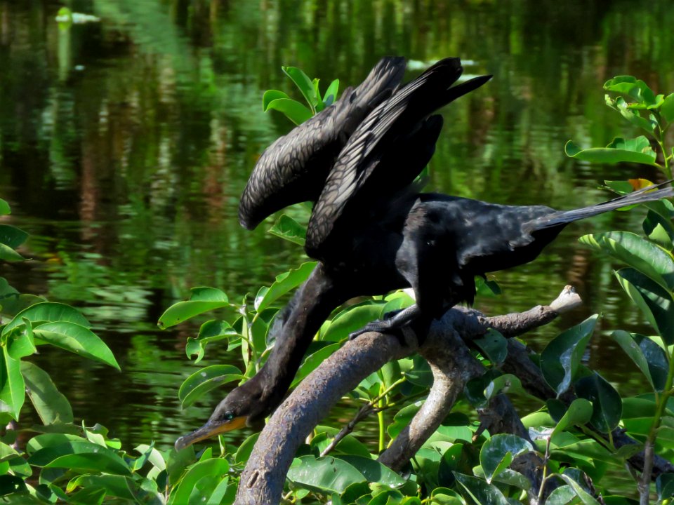 Neotropic Cormorant
