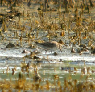 DSCN4109 c White-rumped Sandpiper Kankakee Co IL 6-29-12