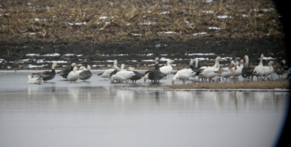 DSCN6294 c Snow Goose  Kankakee Co IL 2-27-11