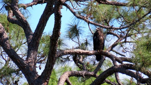 Eaglet has fledged!