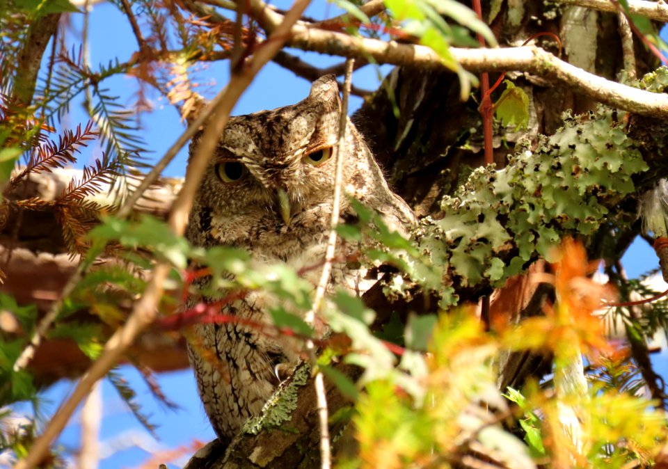 Eastern Screech owl