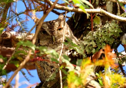 Eastern Screech owl photo