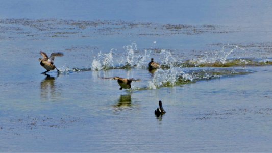 Pied-billed Grebes photo