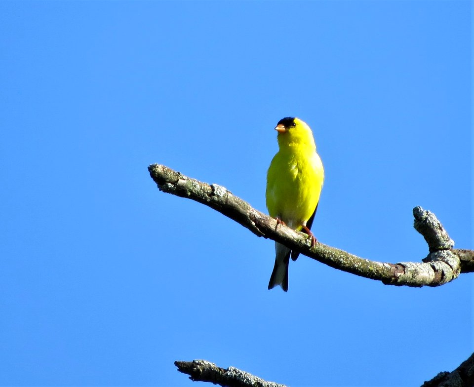 American Goldfinch