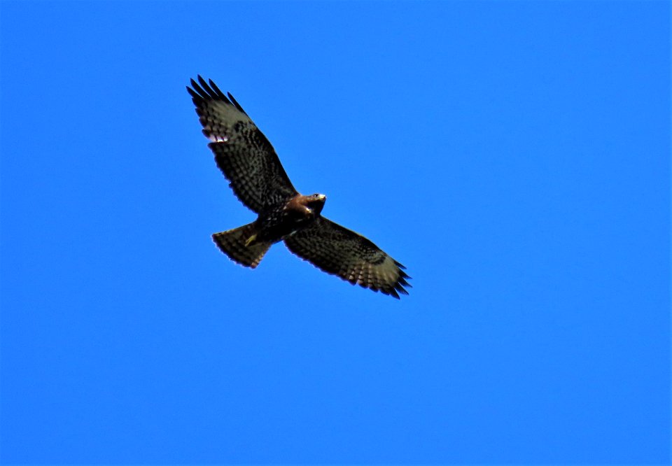 Short-tailed Hawk