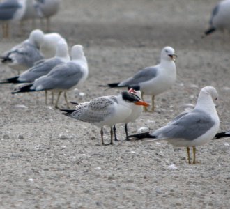 DSCN8059 c Caspian Tern (Juv) Will Co IL 7-18-11