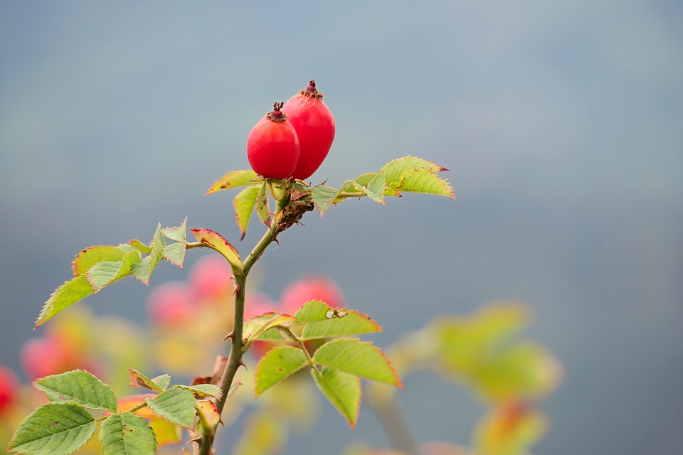 Autumn wild rose red