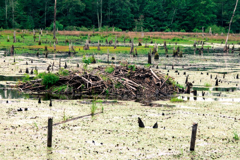 Day 245 - Beaver Lodge
