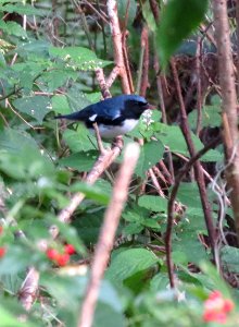 Black-throated Blue Warbler