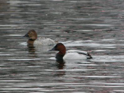 DSCN6880 c Canvasback  Kankakee Co IL 2-4-13