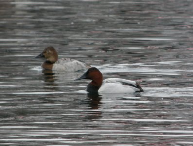 DSCN6880 c Canvasback Kankakee Co IL 2-4-13 photo