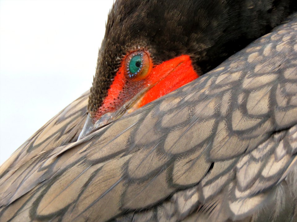 Double-crested Cormorant photo