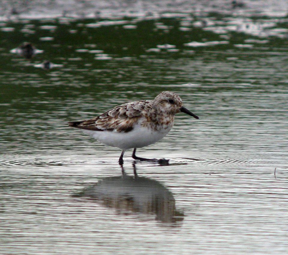 IMG 2092 c Sanderling Kankakee Co IL 8-1-09