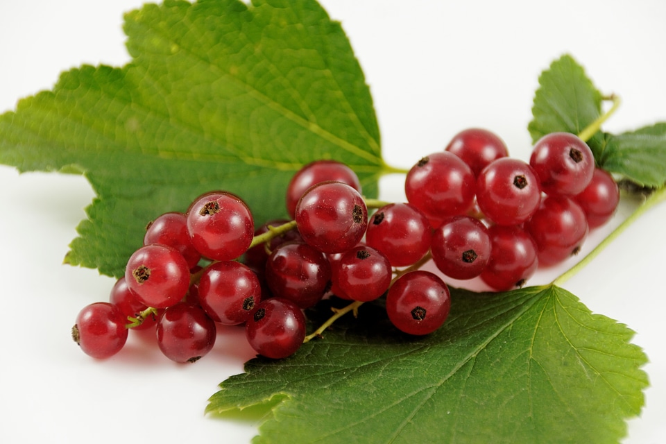 Berries food nature