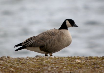 DSCN1409 c Cackling Goose  Newton Co IN 2-28-12