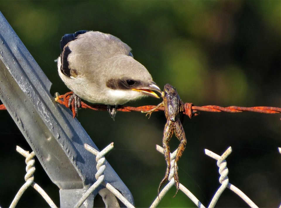 Fledgling Loggerhead Shrike
