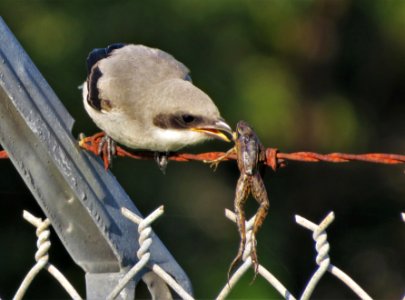 Fledgling Loggerhead Shrike