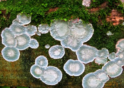 Lichen photo