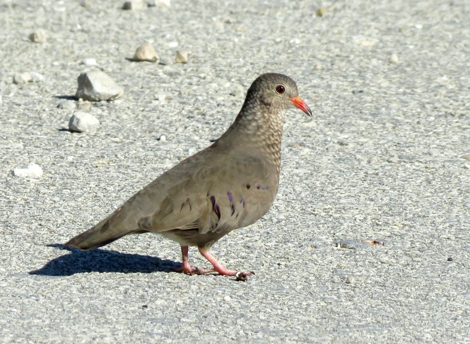 Common Ground-Dove