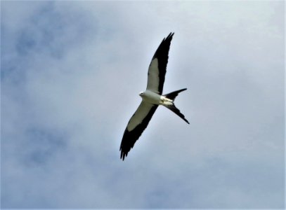 Swallow-tailed Kite