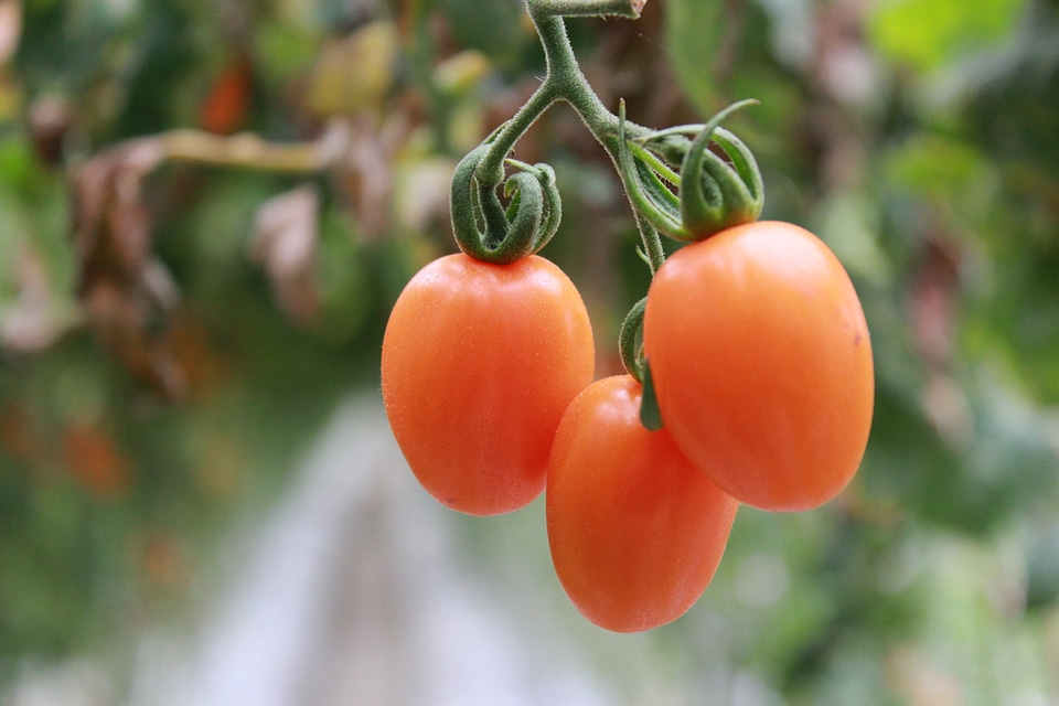 Tomatoes food fresh