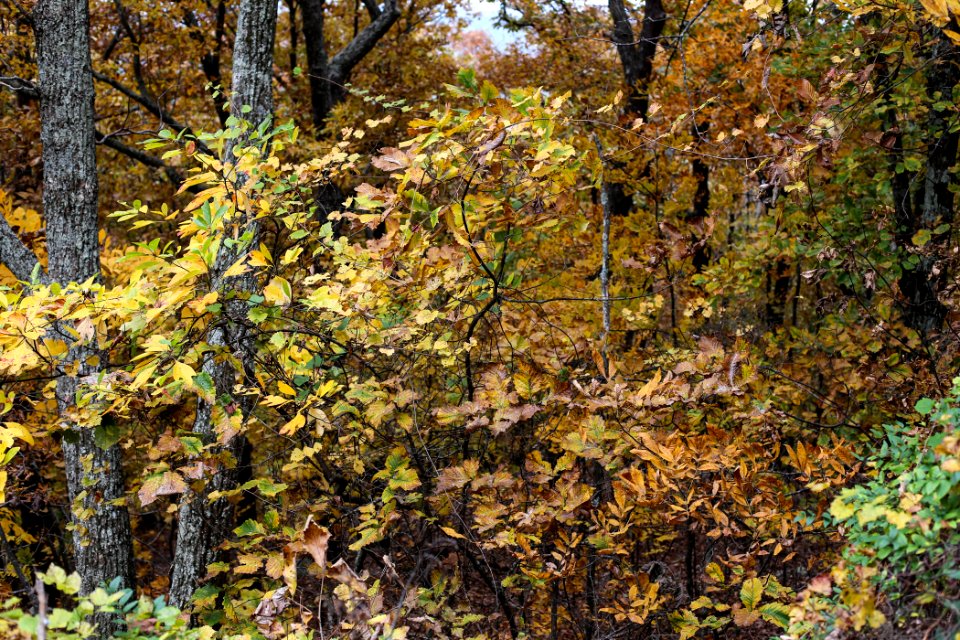 Kennesaw Mountain - October 31st, 2013