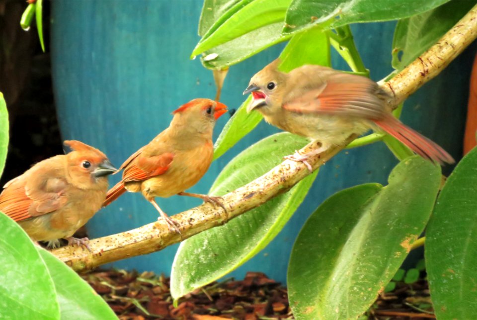 Northern Cardinal, mother and fledglings.