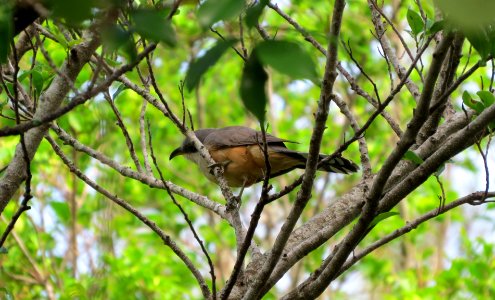 Mangrove Cuckoo photo