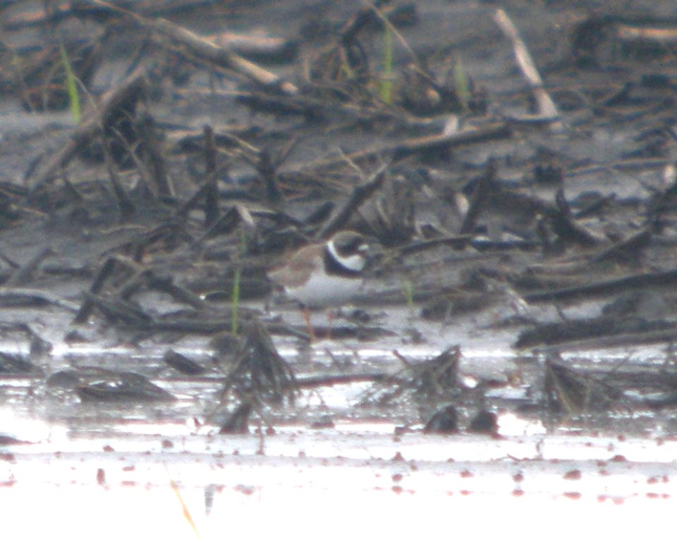 DSCN7721 c Semipalmated Plover Kankakee Co IL 6-19-11