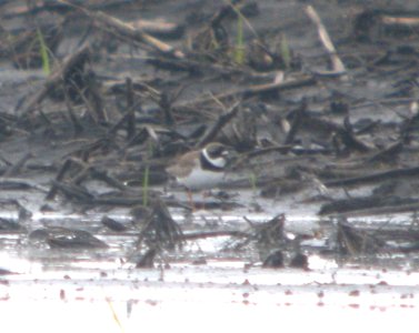 DSCN7721 c Semipalmated Plover Kankakee Co IL 6-19-11 photo