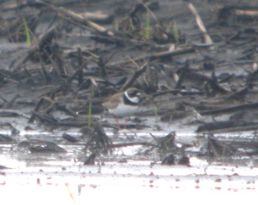 DSCN7721 c Semipalmated Plover Kankakee Co IL 6-19-11