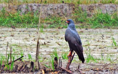 Snail Kite photo