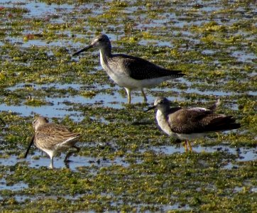 Greater and Lesser Yellowlegs with a Dowitcher