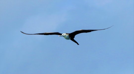 Magnificent Frigatebird