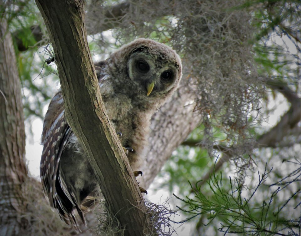 Fledgling Barred Owl