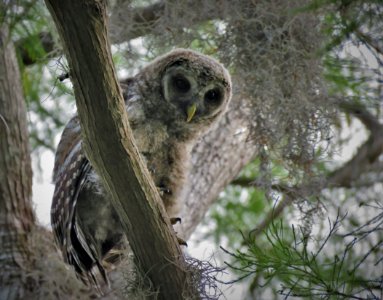 Fledgling Barred Owl photo
