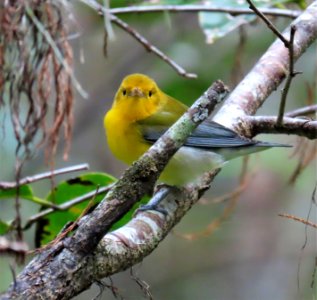 Prothonotary Warbler