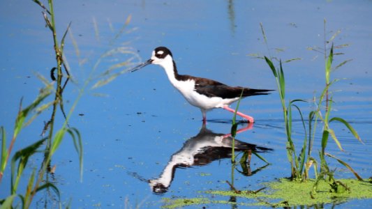 Black-necked Stilt