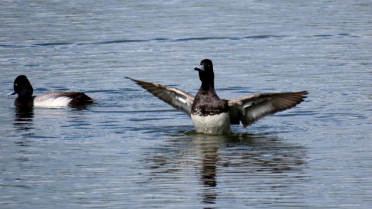 Two male Lesser Scaup