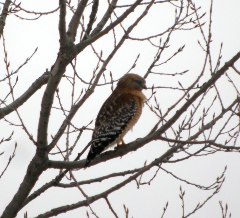 DSCN7073 c Red-shouldered Hawk Iroquois Co IL 2-28-13