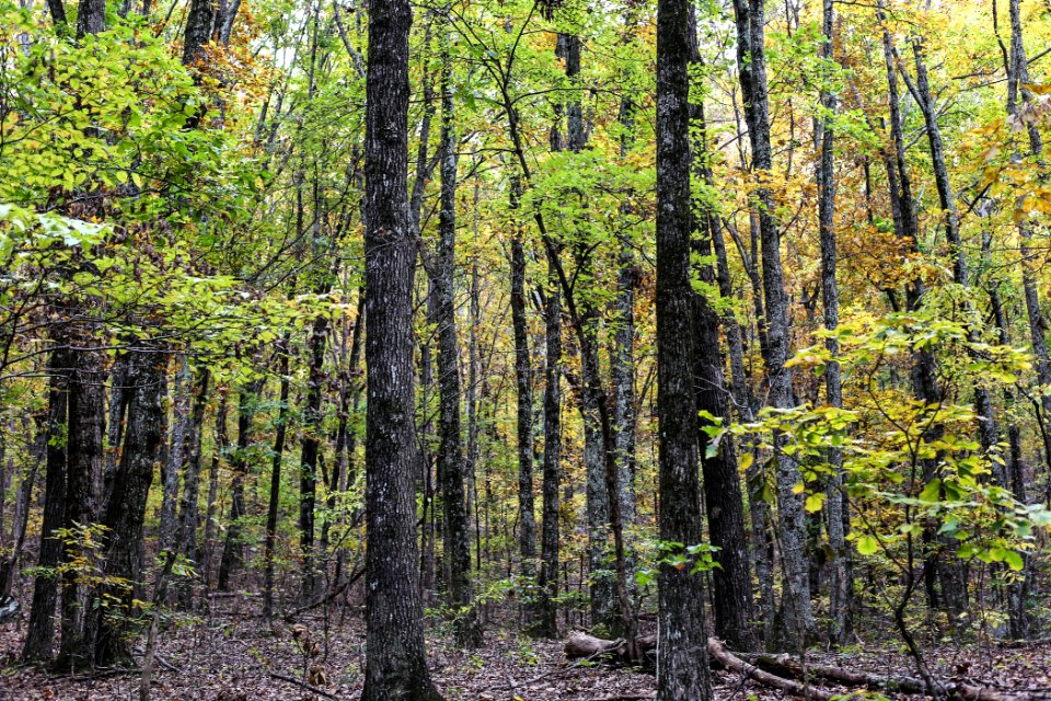 Kennesaw Mountain - October 31st, 2013
