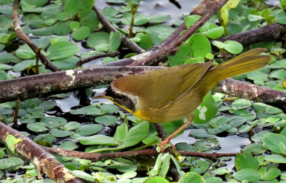 Common Yellowthroat