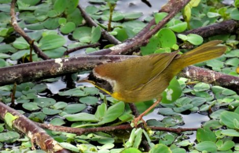 Common Yellowthroat