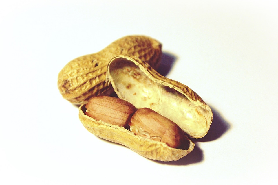 Nutrition healthy nibble